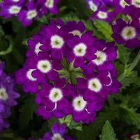 Obsession Purple Shades With Eye Verbena