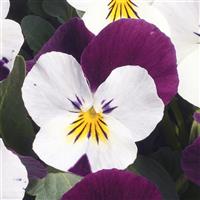 Penny White Jump-Up Viola