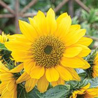 Smiley Gold Sunflower