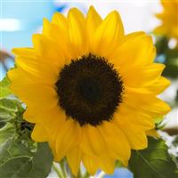 Smiley Yellow Sunflower