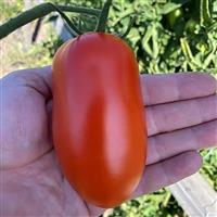 Zenzei Tomato