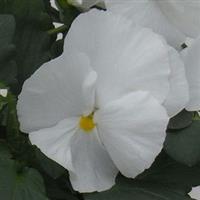 Majestic Giants II Clear White Pansy