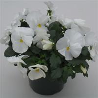 Majestic Giants II Clear White Pansy