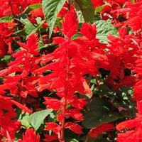 Red Hill Salvia