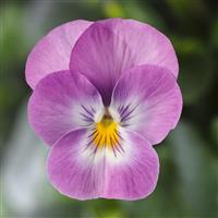 Deltini Lavender Pink Face Viola