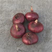 Red Duke Onion