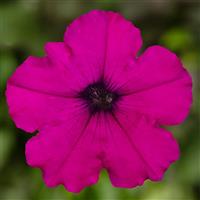 FlashForward Purple Petunia