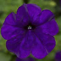 FotoFinish Blue Petunia