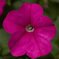 FotoFinish Pink Petunia
