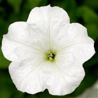 FotoFinish White Petunia