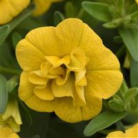 MiniFamous<sup>®</sup> Evo Double Yellow Calibrachoa