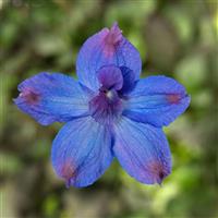 Hunky Dory Blue Delphinium