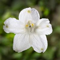 Hunky Dory White Delphinium