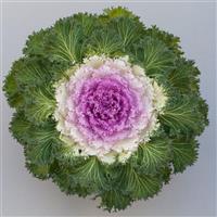 Bright and Early Bicolor Flowering Kale