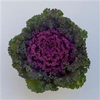 Bright and Early Red Flowering Kale
