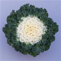 Bright and Early White Flowering Kale