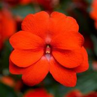 Florific Orange New Guinea Impatiens