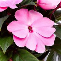 Florific Pink New Guinea Impatiens