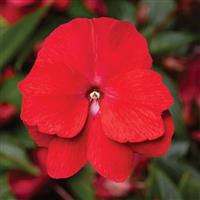 Florific Red New Guinea Impatiens