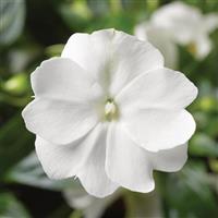 Florific White New Guinea Impatiens