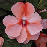 Florific Sweet Orange New Guinea Impatiens