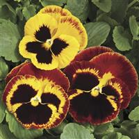 Colossus Fire Pansy