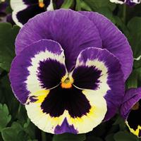 Colossus Tricolor Pansy