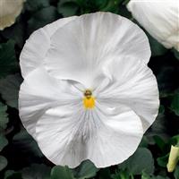 Colossus White Pansy