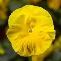 Colossus Yellow Pansy