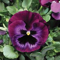 Colossus Neon Violet Pansy