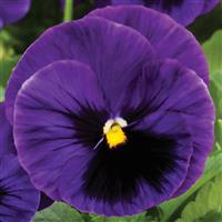 Colossus Deep Blue with Blotch Pansy