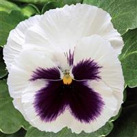 Colossus White with Blotch Pansy