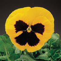 Colossus Yellow with Blotch Pansy
