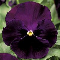 Colossus Purple with Blotch Pansy