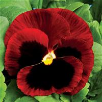 Colossus Red with Blotch Pansy