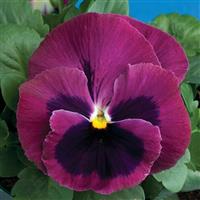 Colossus Rose with Blotch Pansy