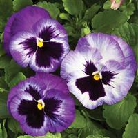 Colossus Lavender Medley Pansy