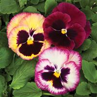 Colossus Rose Medley Pansy