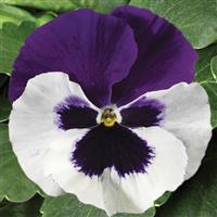 Colossus White With Purple Wing Pansy