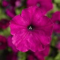 Damask Purple Petunia