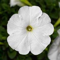Damask White Petunia