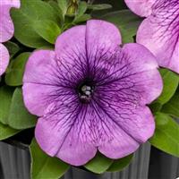 Damask Purple Veined Petunia