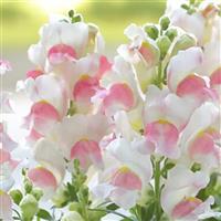 Candy Tops Pink Bicolor Snapdragon