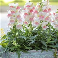 Candy Tops Pink Bicolor Snapdragon