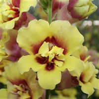 DoubleShot Yellow Red Heart Snapdragon