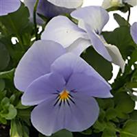 Admire Blue Heaven Viola