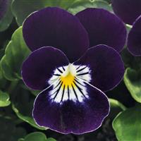 Admire Purple Viola