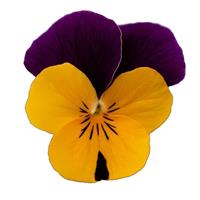 Admire Apricot Purple Wing Viola