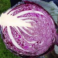Riva Cabbage