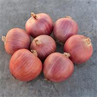 Blush Onion